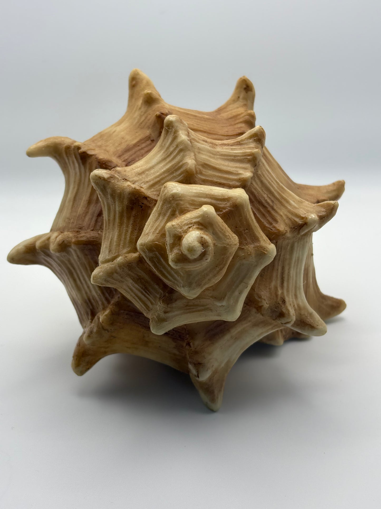 Horn Shell - Decorative Natural Look Figurine