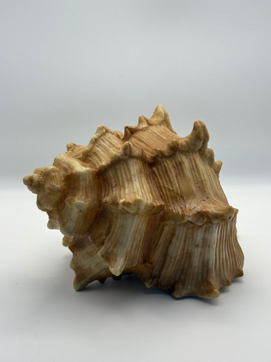 Horn Shell - Decorative Natural Look Figurine