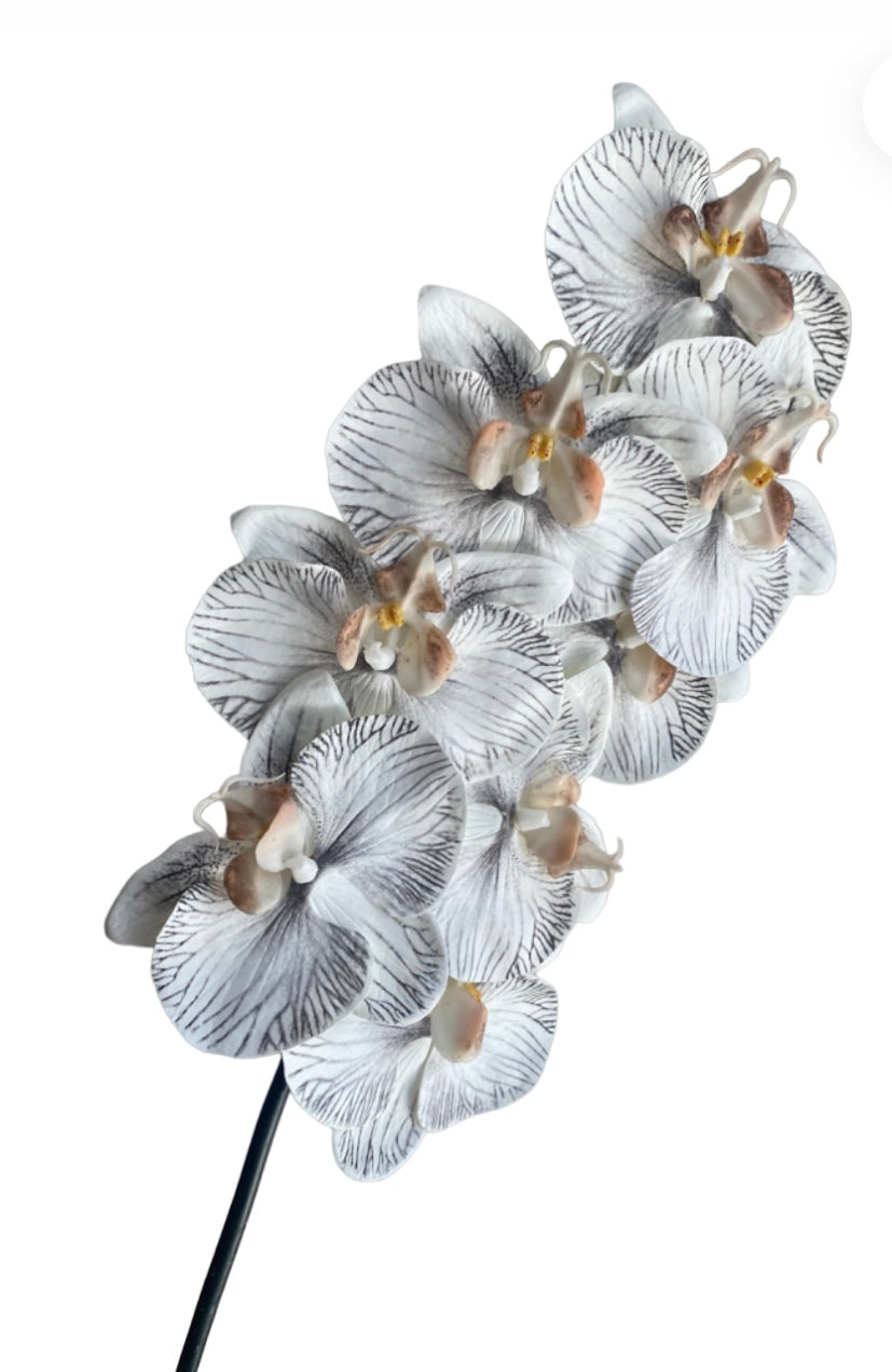 Orchid Phalaenopsis Infused Grey