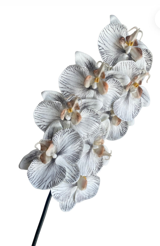 Orchid Phalaenopsis Infused Grey