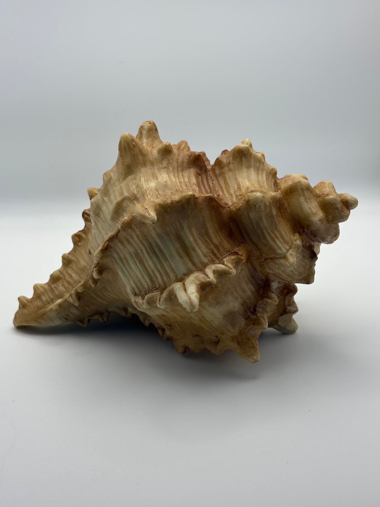Horn Shell - Decorative Natural Look Figurine
