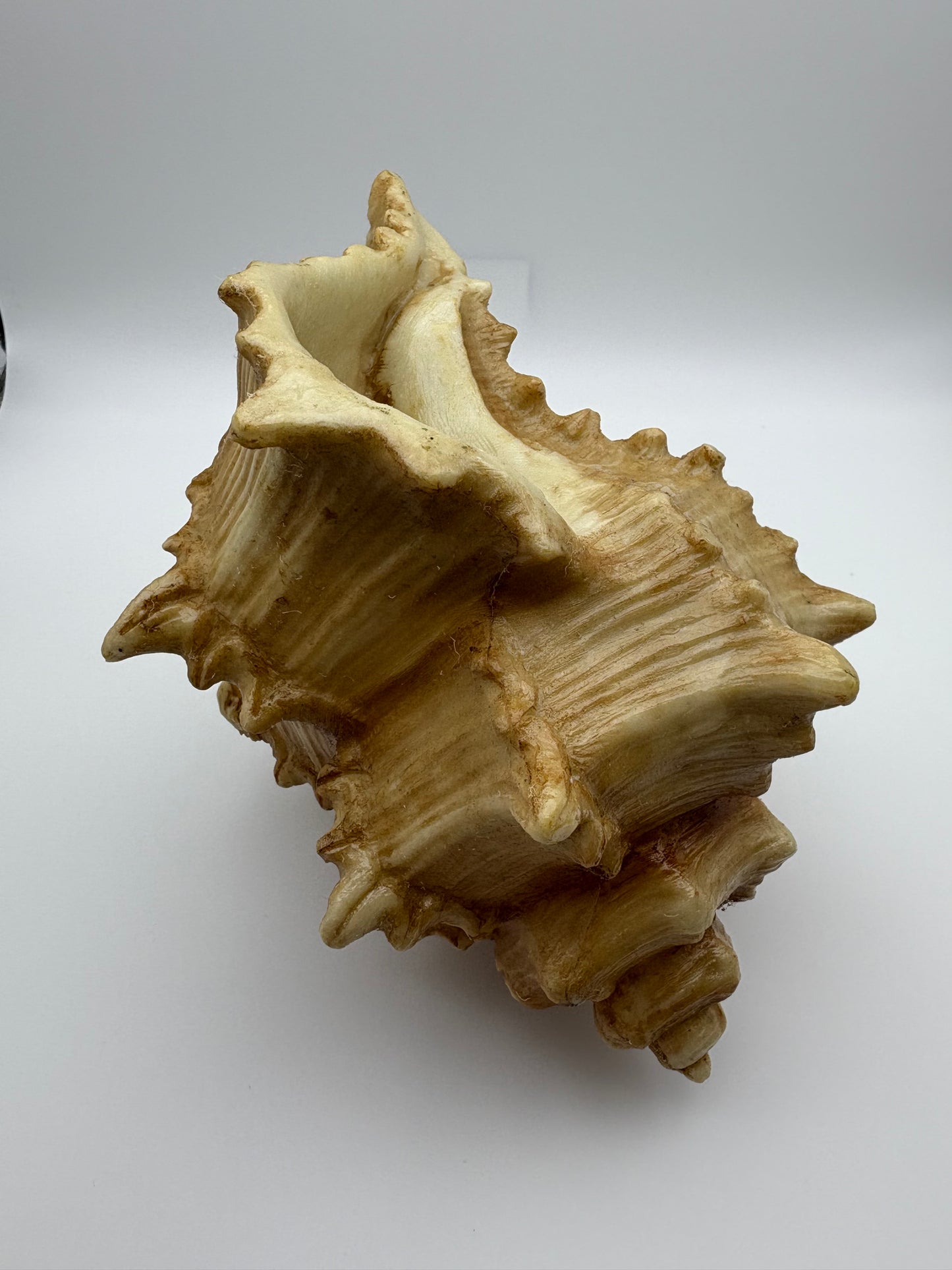 Horn Shell - Decorative Natural Look Figurine